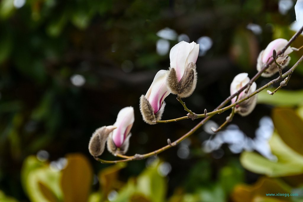 DSC_6505_副本.jpg