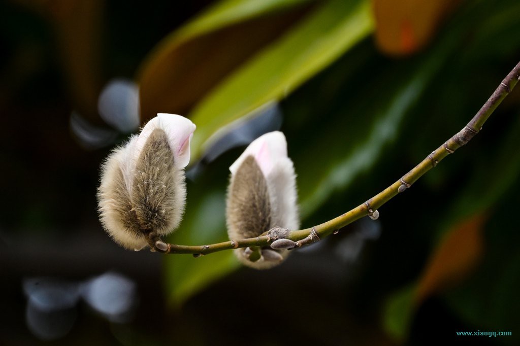 DSC_6506_副本.jpg