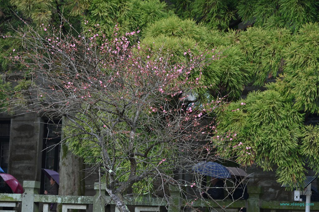 DSC_7497_副本.jpg