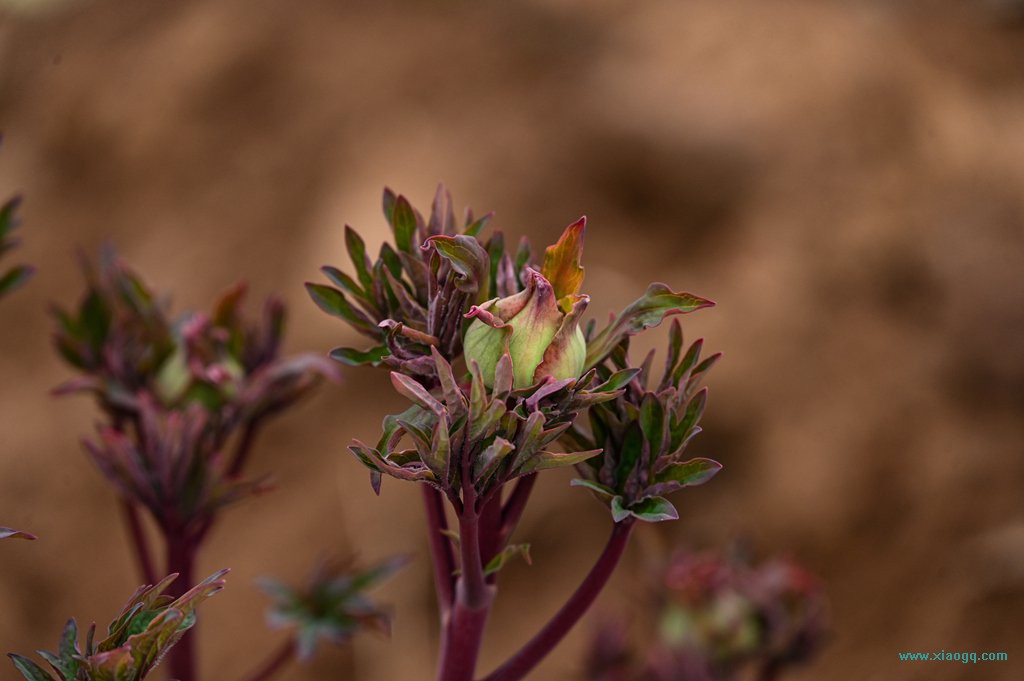 DSC_8096_副本.jpg