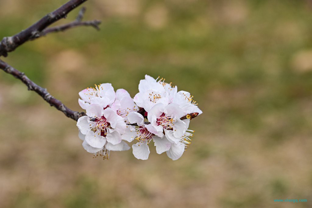 DSC_8137_副本.jpg
