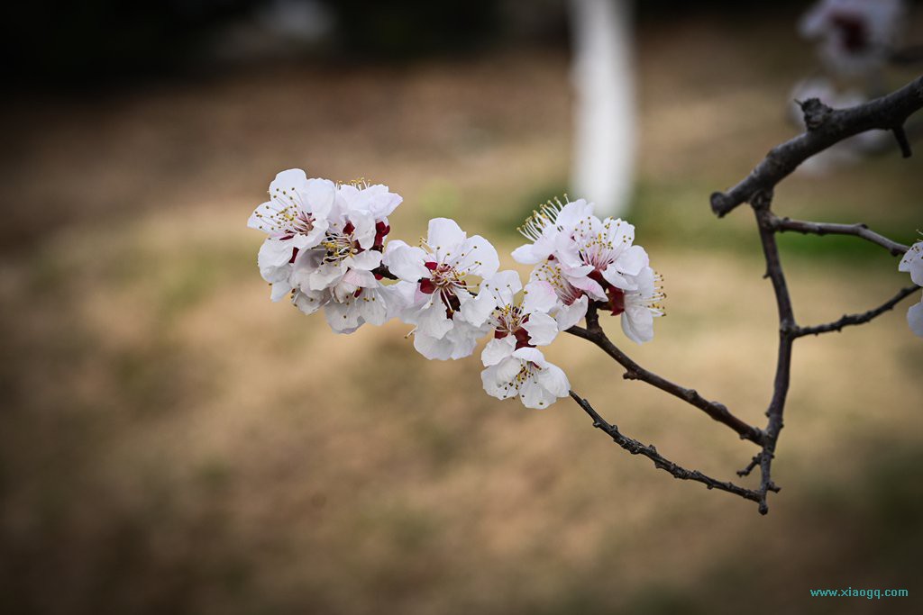DSC_8141_副本.jpg