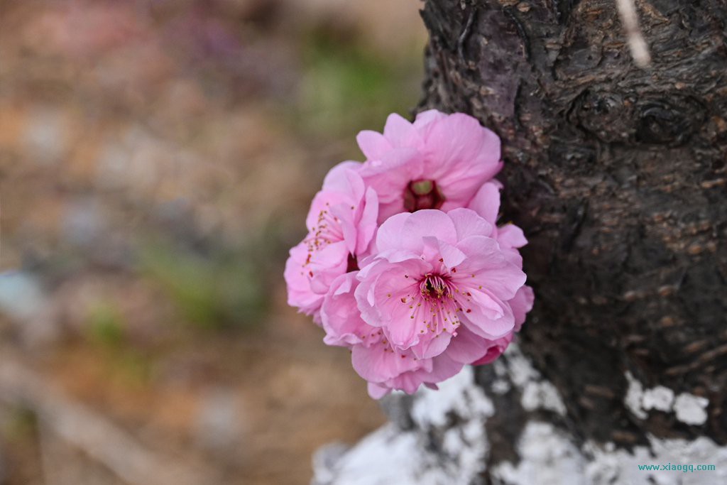 DSC_8135_副本.jpg