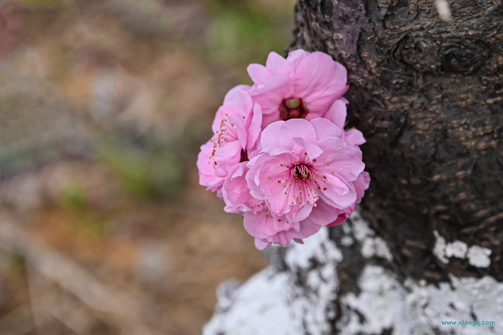 DSC_8134_副本.jpg