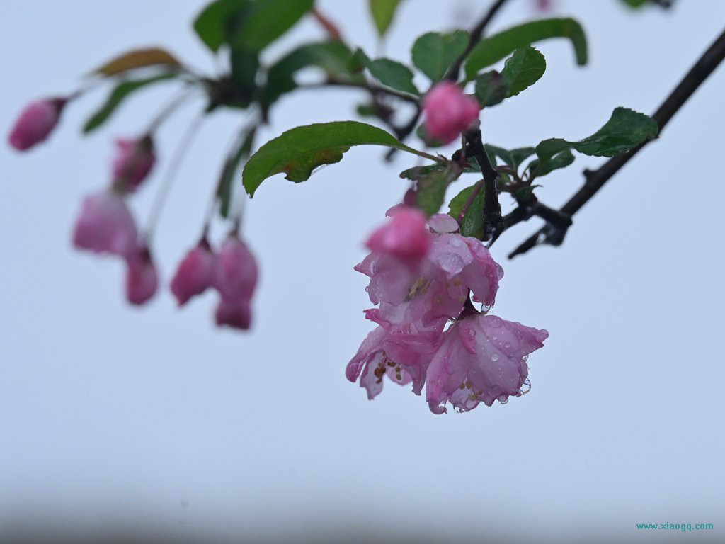 DSC_7696_副本.jpg