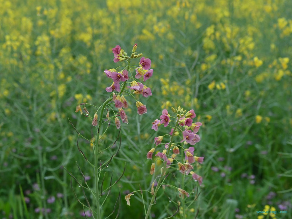 DSC_7706_副本.jpg
