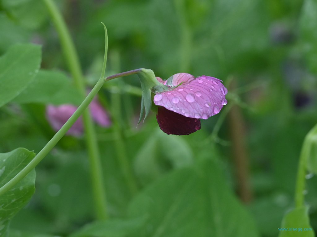 DSC_7713_副本.jpg