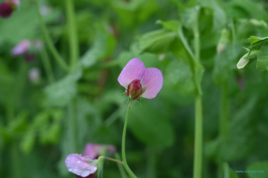 DSC_7712_副本.jpg