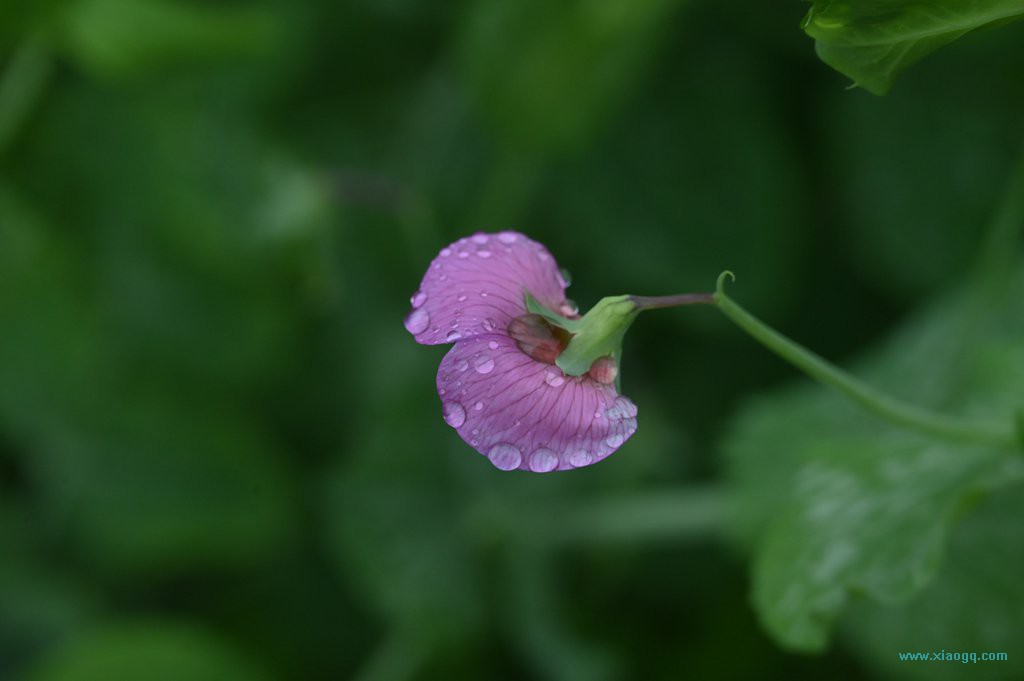 DSC_7715_副本.jpg