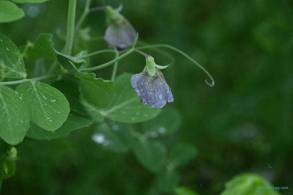 DSC_7716_副本.jpg