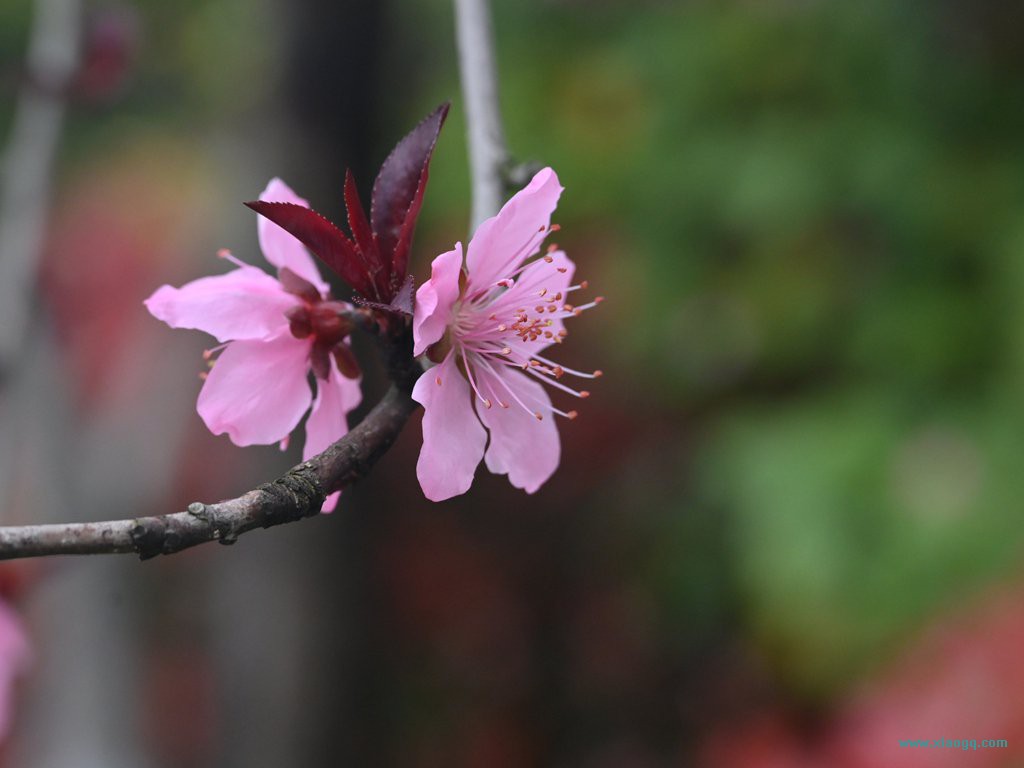 DSC_7724_副本.jpg