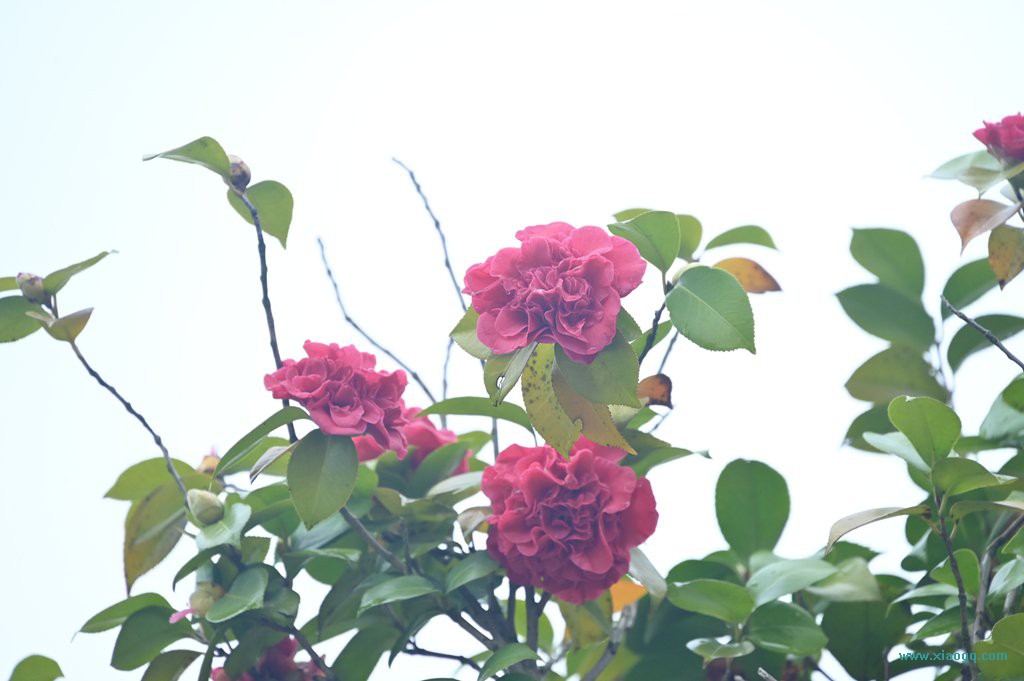 DSC_7728_副本.jpg