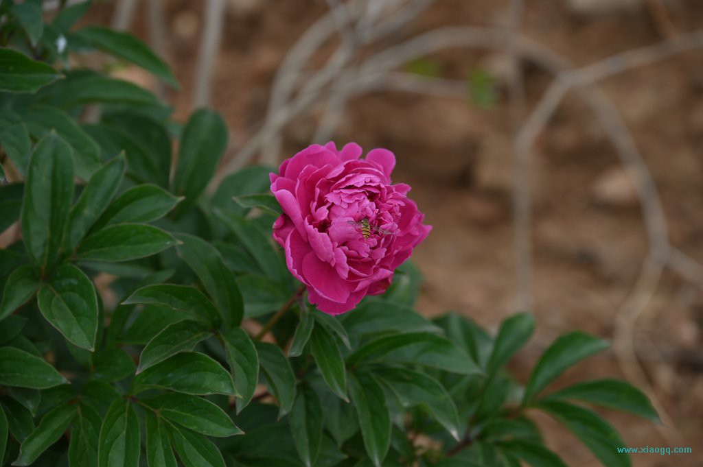 DSC_3313_副本_副本.jpg