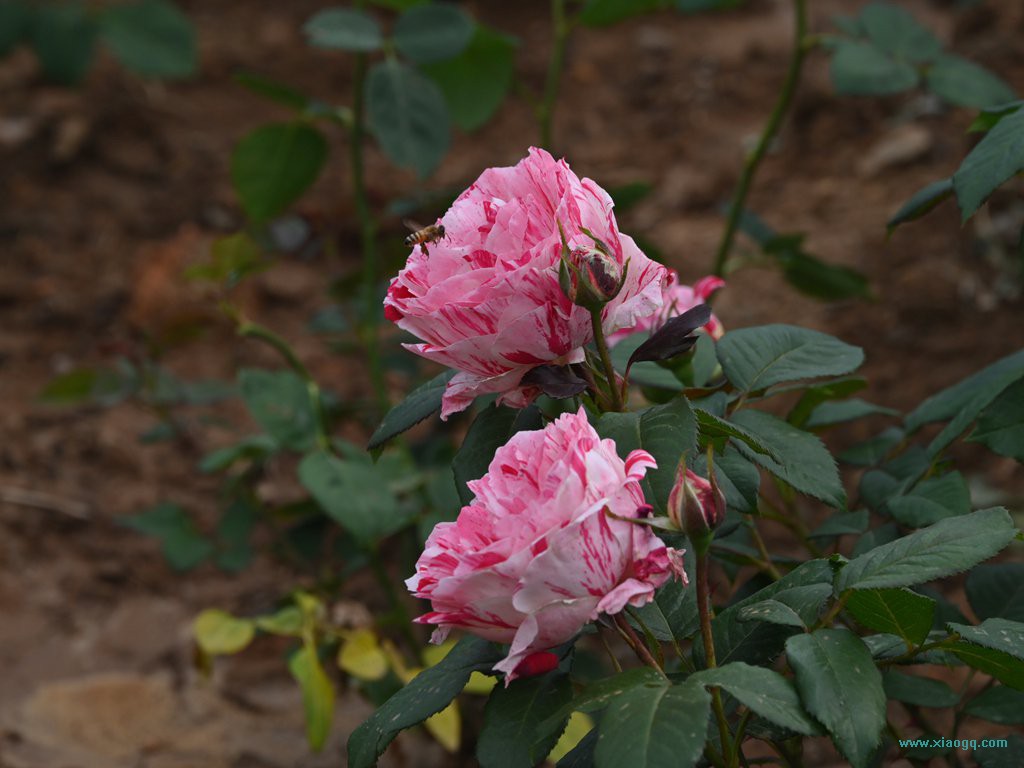 DSC_3334_副本.jpg