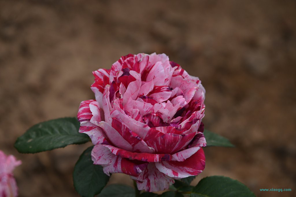 DSC_3332_副本.jpg