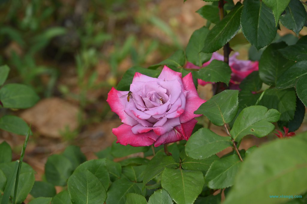 DSC_3346_副本.jpg