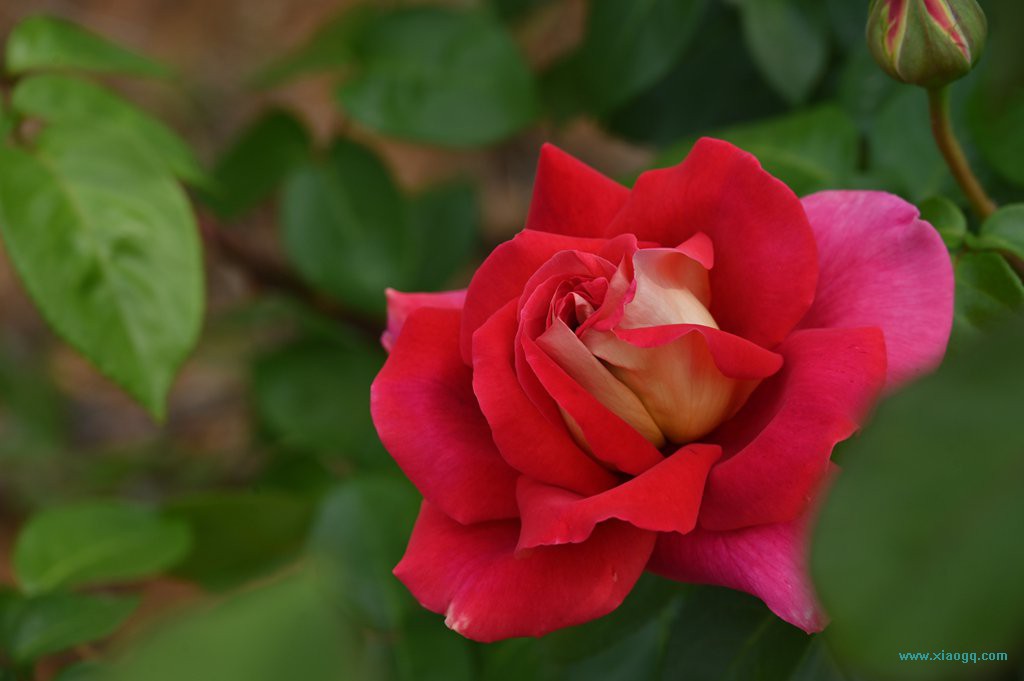 DSC_3348_副本.jpg