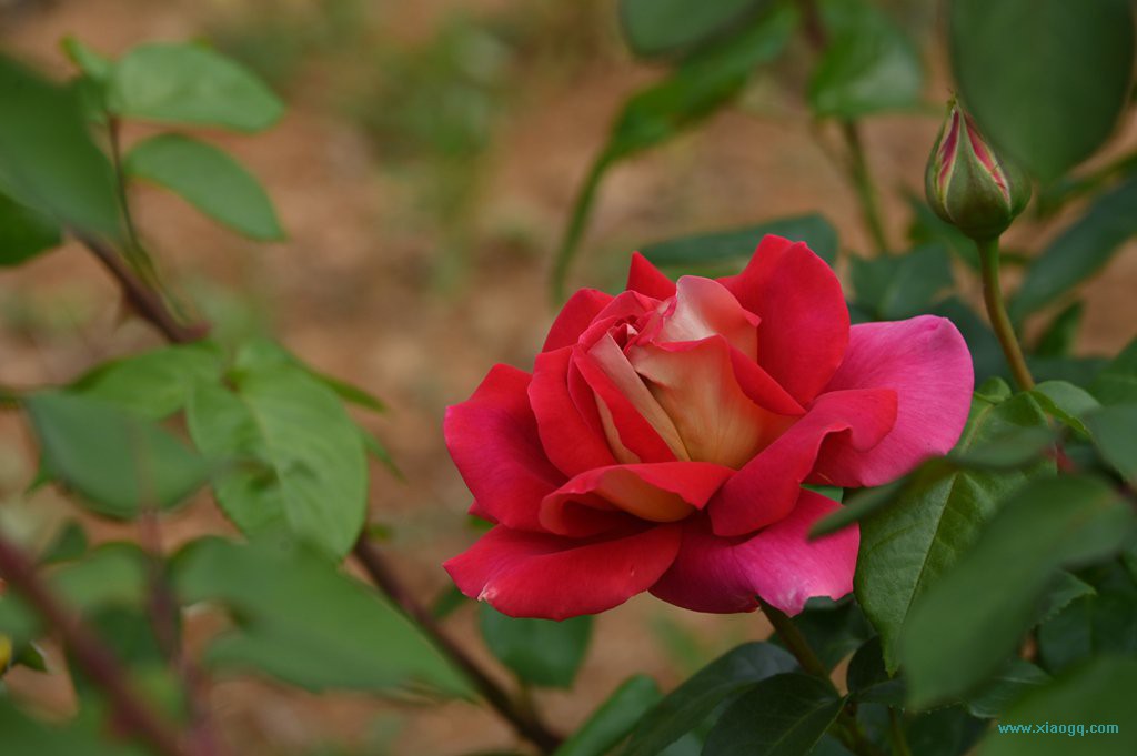 DSC_3349_副本.jpg