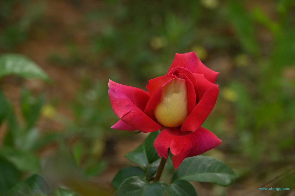 DSC_3350_副本.jpg