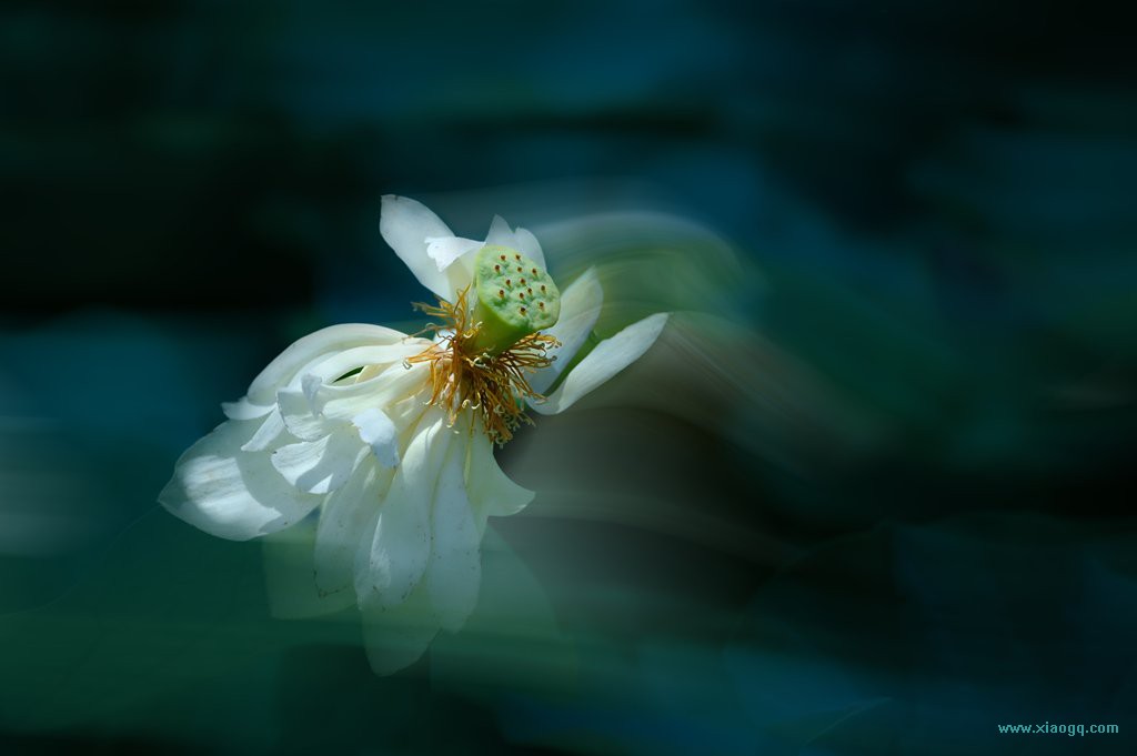 DSC_8987_副本.jpg