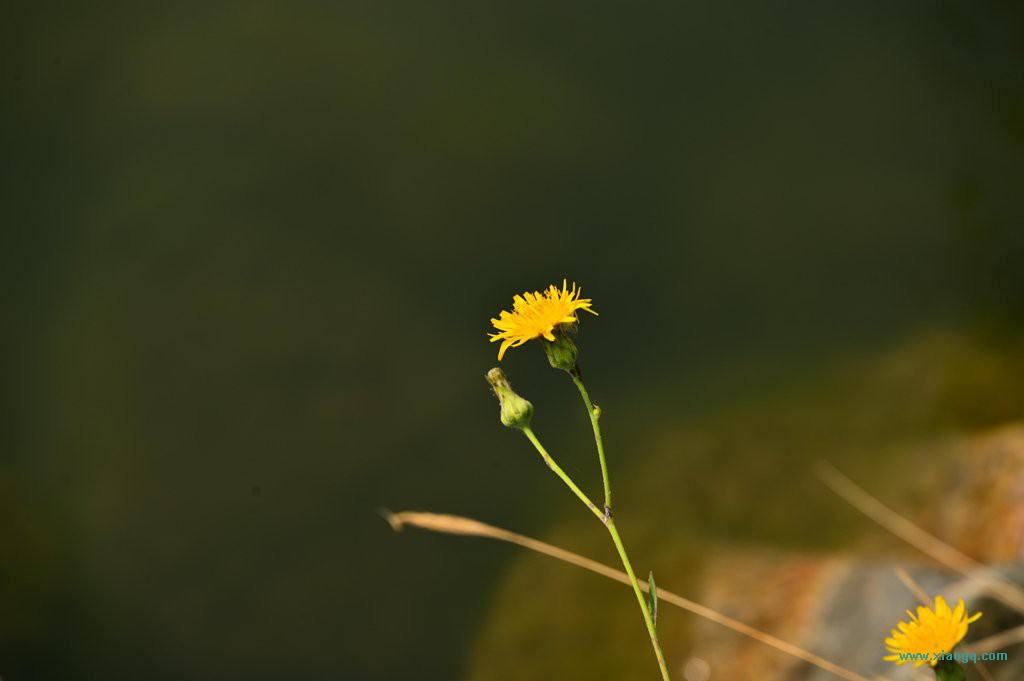 DSC_3470_副本.jpg