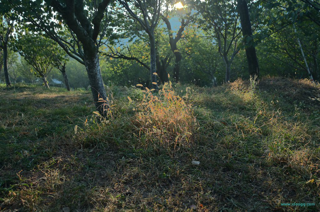 DSC_5435_副本.jpg