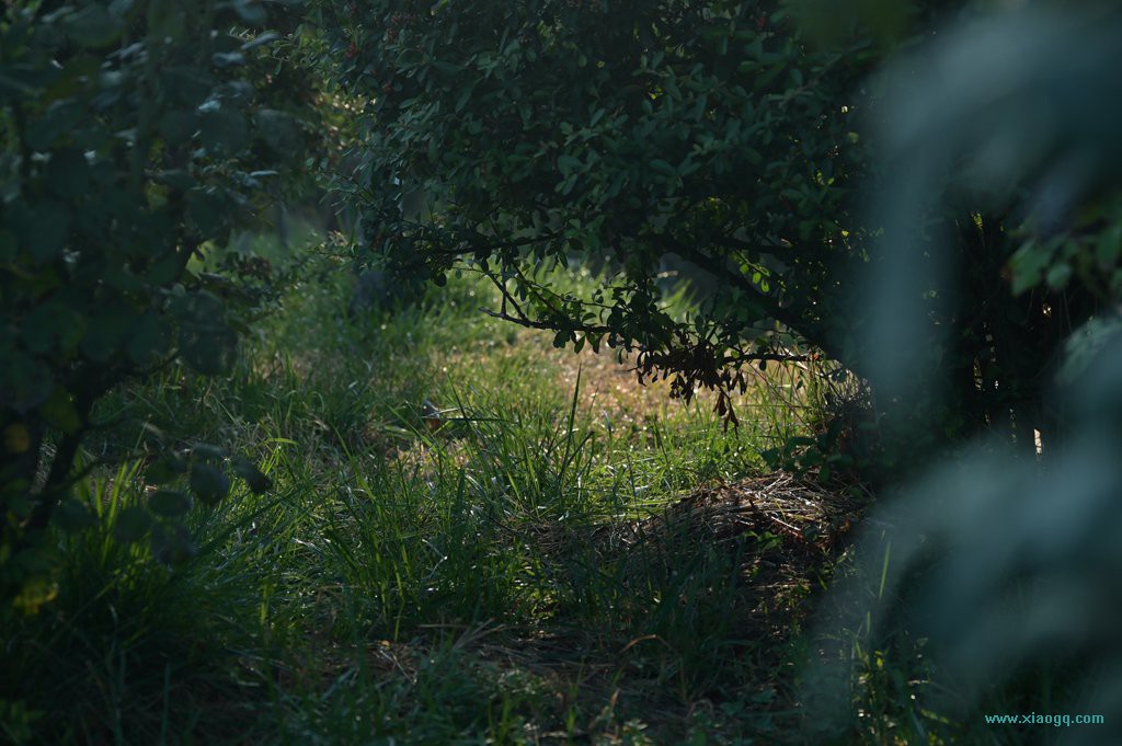 DSC_5441_副本.jpg